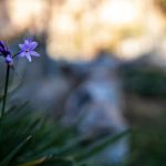 Scalable Growth - A purple flower in the grass with some rocks