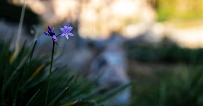 Scalable Growth - A purple flower in the grass with some rocks