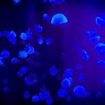 Water Conservation - Jelly Fish With Reflection Of Blue Light