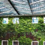 Green Roof - Photograph of plants growing on a wall