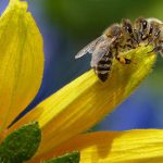 Honey Bees - Bee Sipping Nectar on Flower during Daytime