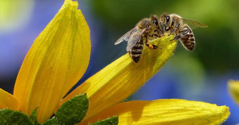 Honey Bees - Bee Sipping Nectar on Flower during Daytime