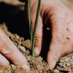 Climate Jobs - Crop faceless woman planting seedling into soil