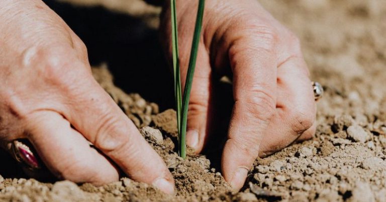 Climate Jobs - Crop faceless woman planting seedling into soil