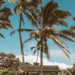 Green Living - Palm Trees on Beach