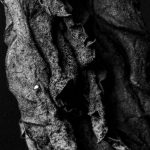 Dark Matter - Black and White Photograph of a Dry Leaf