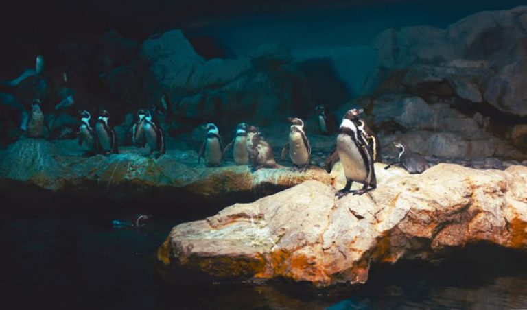 Linux Penguin - penguins on brown rock formation